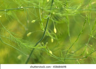 Asparagus' Little Flowers (Asparagus Officinalis)