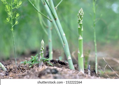 Asparagus Plant