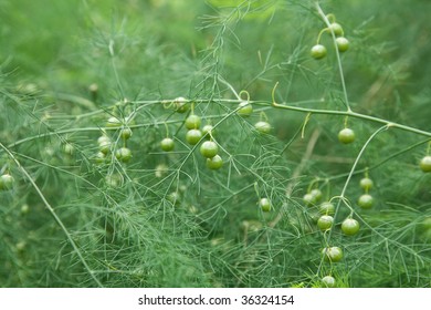 Asparagus Plant With Green Berries