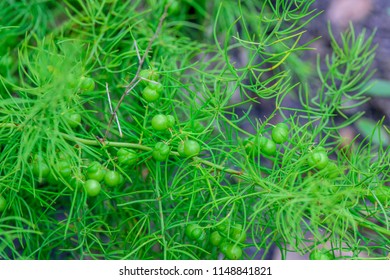 Rare Spiky Plant With Small Green Leaves High Res Stock Images Shutterstock