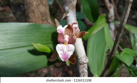 Aspasia Beautiful Orchid