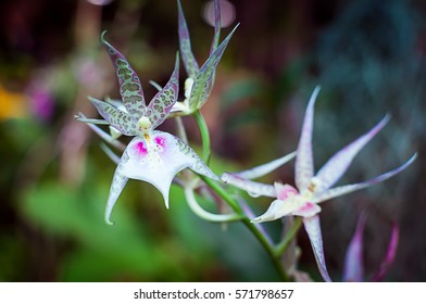 Aspasia Lunata Orchid Flower