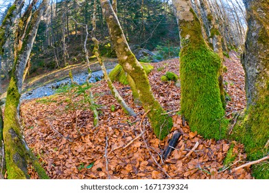 Aspe Valley, Pyrénées National Park, Parc National Des Pyrénées, Pyrénées-Atlantiques, Pyrenees, Nouvelle-Aquitaine, France, Europe