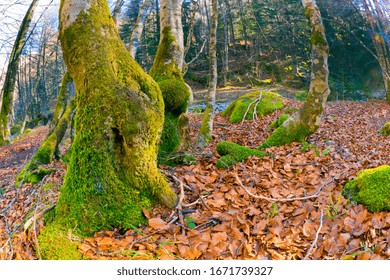 Aspe Valley, Pyrénées National Park, Parc National Des Pyrénées, Pyrénées-Atlantiques, Pyrenees, Nouvelle-Aquitaine, France, Europe