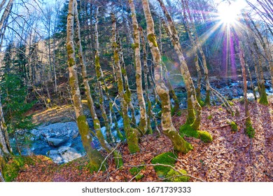 Aspe Valley, Pyrénées National Park, Parc National Des Pyrénées, Pyrénées-Atlantiques, Pyrenees, Nouvelle-Aquitaine, France, Europe