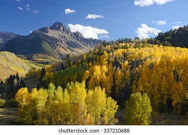 Aspen In Autumn At San Juan Mountains Colorado