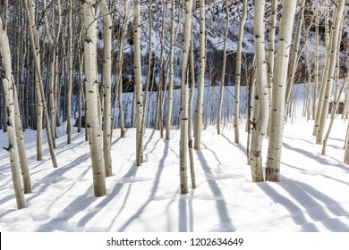 Aspen boles and shadows from the trees on the snow- winter solitude in a pristine forest