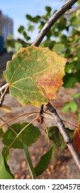 Aspen Branch In Autumn In The Park.