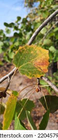 Aspen Branch In Autumn In The Park.