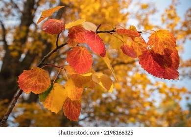 An Aspen Branch In Bright Autumn Colors.