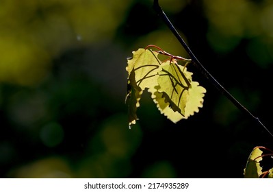 An Aspen Branch In The Bright Evening Light