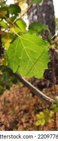 Aspen Branch With Green Leaves In Autumn.