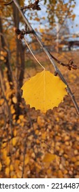 Aspen Branch With Yellow Leaf In Autumn.