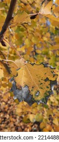 Aspen Branch With Yellow Leaf In Autumn.