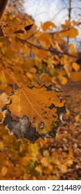 Aspen Branch With Yellow Leaf In Autumn.