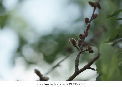 Aspen buds on a tree in spring, shallow focus - Shutterstock ID 2237357031