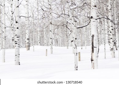 Aspen forest covered in fresh snow.