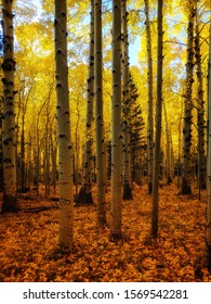 Aspen Forest In Flagstaff, Arizona.