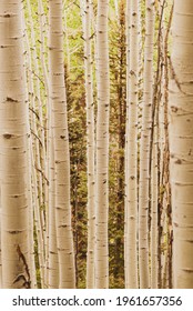 Aspen Forest. Located In Gunnison National Forest