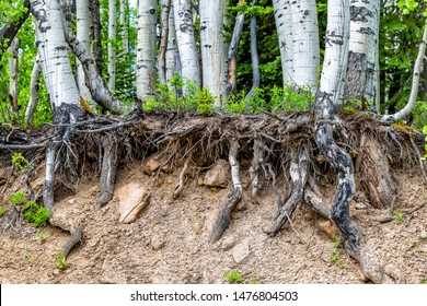 Aspen Forest Tree Roots Uprooted In Summer On Kebler Pass In Colorado In National Forest Park Mountains With Green Color