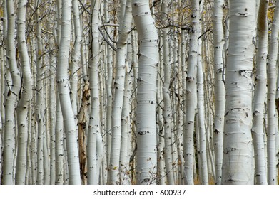 Aspen Forest, Tree Trunks