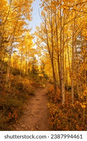 Aspen Golden Forest Trail Fall Season