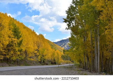 Aspen Grove Along The Million Dollar Highway