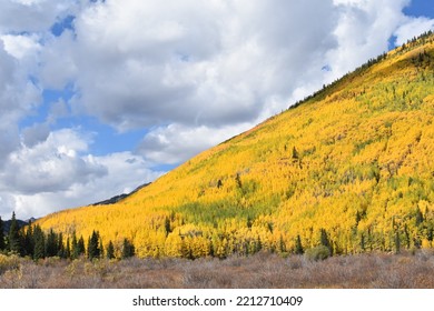 Aspen Grove Along The Million Dollar Highway