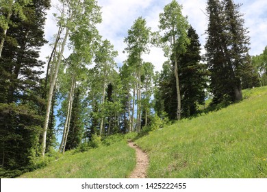 An Aspen Grove Grows Near A Summer Hiking Trail At The Deer Valley Resort Near Park City, Utah