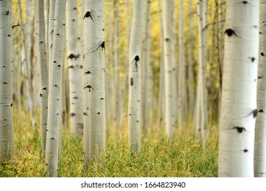 Aspen Grove Near Aspen, Colorado