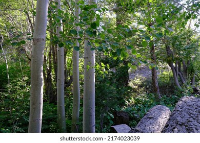 Aspen Grove Near Fallen Leaf Lake