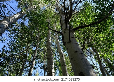 Aspen Grove Near Fallen Leaf Lake