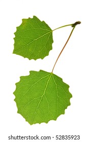 Aspen Leaf Isolated On White