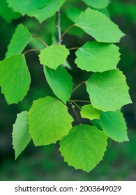 Aspen Leaves Close - Up View, Aspen Branch With Leaves