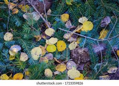 Aspen Leaves And Evergreen Boughs Brighten The Forest Floor.