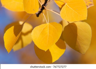 Aspen leaves in the fall