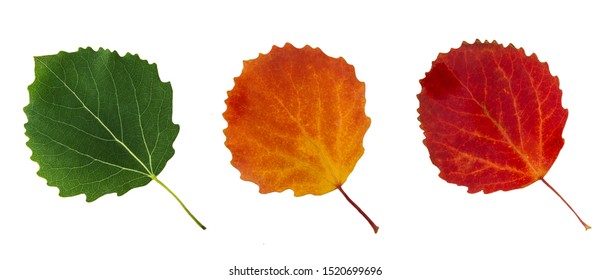 Aspen leaves are green, yellow and red, like a traffic light. Isolated on white background, idea, concept. 