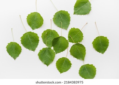 Aspen Leaves On White Background Green Stock Photo 2184383975