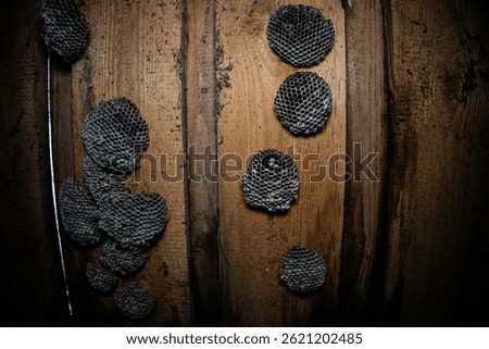 Aspen nests in the attic. Several empty wasp nests are attached to the wooden wall boards, creating an eerie atmosphere in the dark, dusty attic space, possibly indicating a previous infestation.