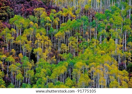 Aspen Tree