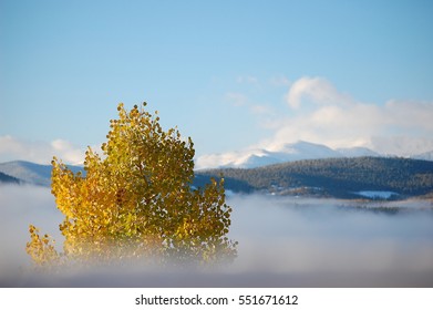 Aspen Tree Above Fog