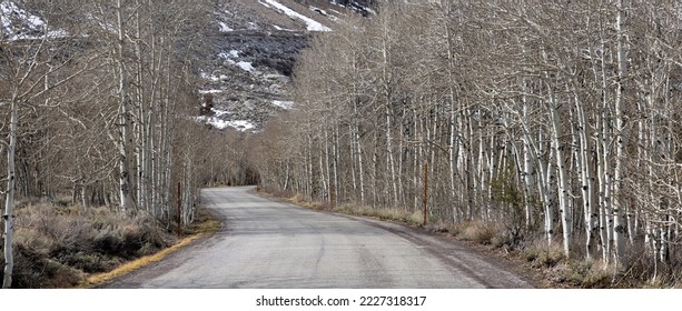 Aspen tree alley panoramic view in winter time in Sierra mountains, California.
