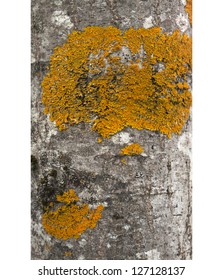 Aspen Tree Bark Texture