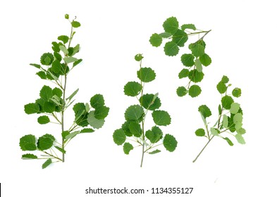 Aspen Tree Branch With Green Leaves Isolated On White Background.