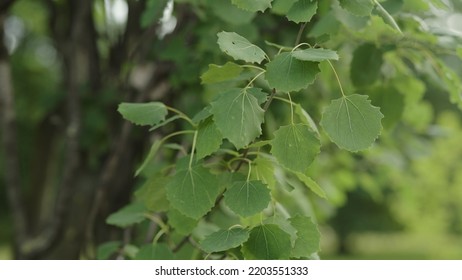 Aspen Tree Branch With Green Leaves, Wide Photo