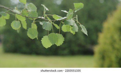 Aspen Tree Branch With Green Leaves, Wide Photo