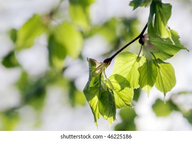 Aspen Tree Branch With Spring Buds And Young Leaves