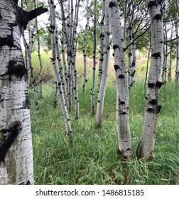 Aspen Tree Colony In Colorado