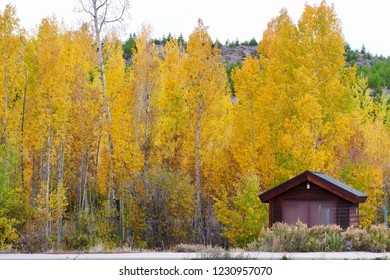 Aspen Tree In Fall Season, Estes Park, Rocky Mountain National Park