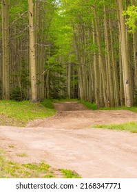 Aspen Tree Grove With Dirt Road